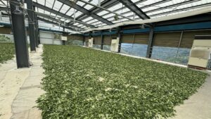 福壽山茶,福壽山85K,福壽山春茶