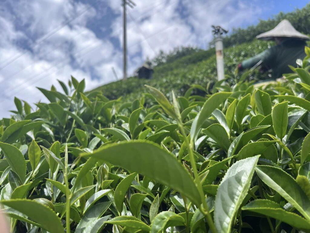 福壽山茶,福壽山85K,福壽山春茶