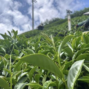 福壽山茶,福壽山85K,福壽山春茶