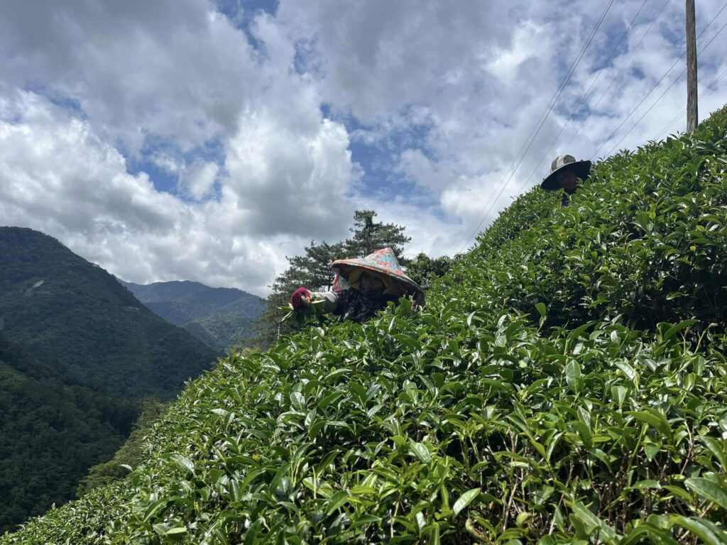 福壽山茶,福壽山85K,福壽山春茶