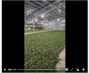 春茶產季製茶與出貨時程