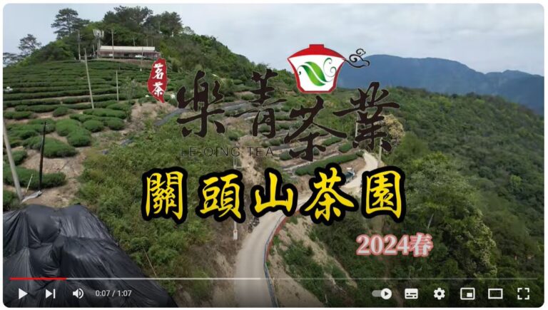 關頭山茶園空拍,2024春茶採茶 樂菁自有茶園