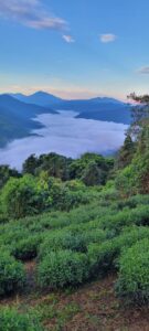 高山蜜香紅茶,蜜香紅茶,梨山,馬烈霸,奇萊山,紅烏龍