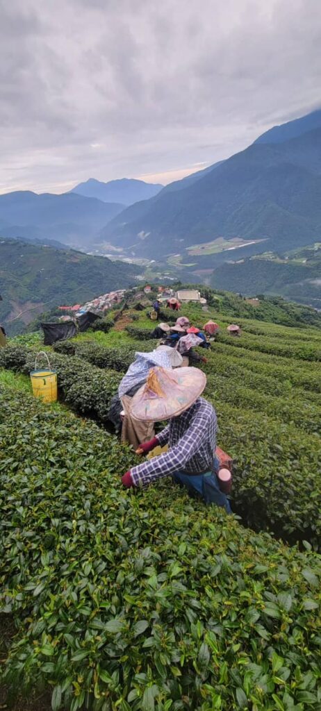 高山蜜香紅茶,蜜香紅茶,梨山,馬烈霸,奇萊山,紅烏龍