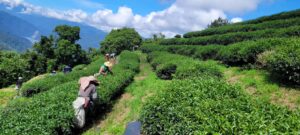 有機烏龍茶,有機烏龍,有機茶園,茶葉批發,烏龍茶