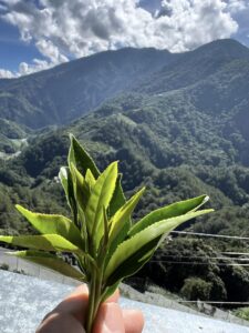 福壽山秋茶,福壽雙全茶廠,台8線高山茶,高山茶,秋茶採收
