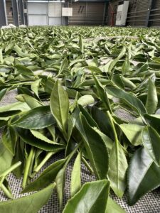 福壽山秋茶,福壽雙全茶廠,台8線高山茶,高山茶,秋茶採收