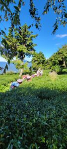 一頂天華岡,冬茶採收,華岡冬茶,高山茶