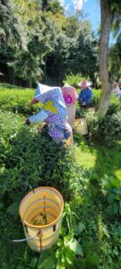 一頂天華岡,冬茶採收,華岡冬茶,高山茶