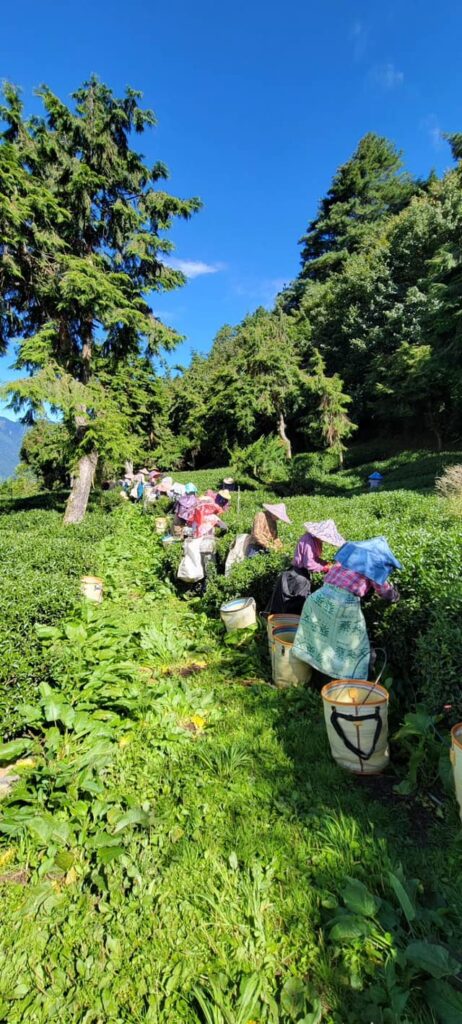 一頂天華岡,冬茶採收,華岡冬茶,高山茶