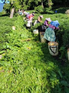 一頂天華岡,冬茶採收,華岡冬茶,高山茶