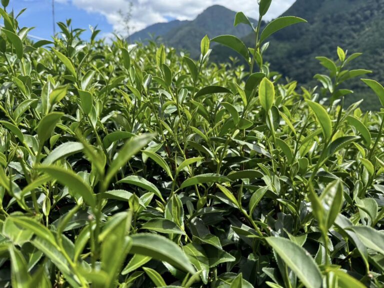 大禹嶺冬茶,福壽山冬茶,梨山高山茶,華岡冬茶,冬茶採收