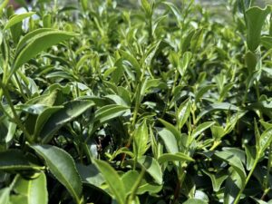 大禹嶺冬茶,福壽山冬茶,梨山高山茶,華岡冬茶,冬茶採收