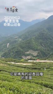 迎香茶園,奇萊山茶園