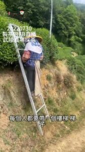 樂菁採茶班受邀為武陵農場採茶