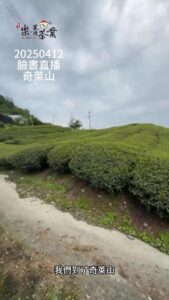 奇萊山茶園直播