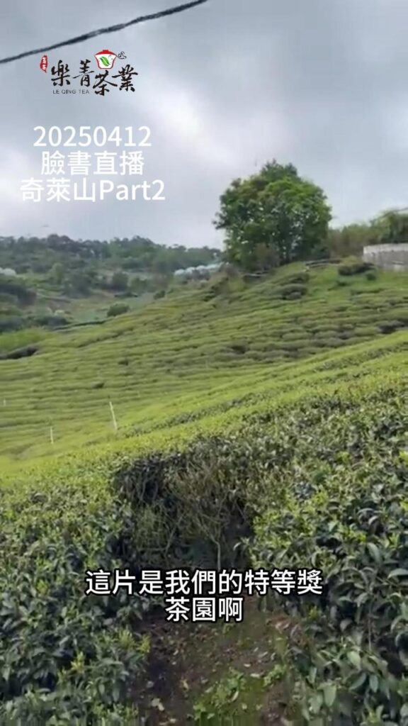 特等獎茶園