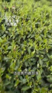 馬烈霸茶園