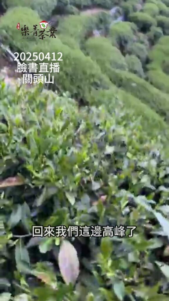 關頭山茶園,高峰茶園
