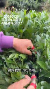 製茶廠FB直播 樂菁清境高峰茶園開採part2