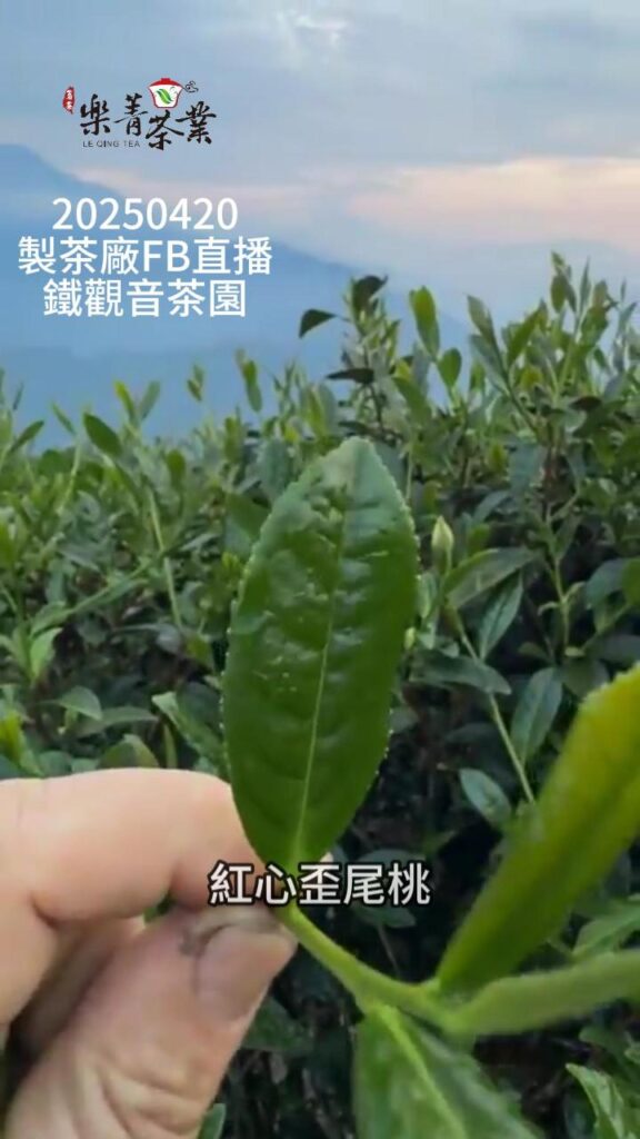 鐵觀音茶園