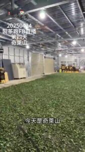 製茶廠FB直播 第四天 奇萊山茶葉 茶葉製作