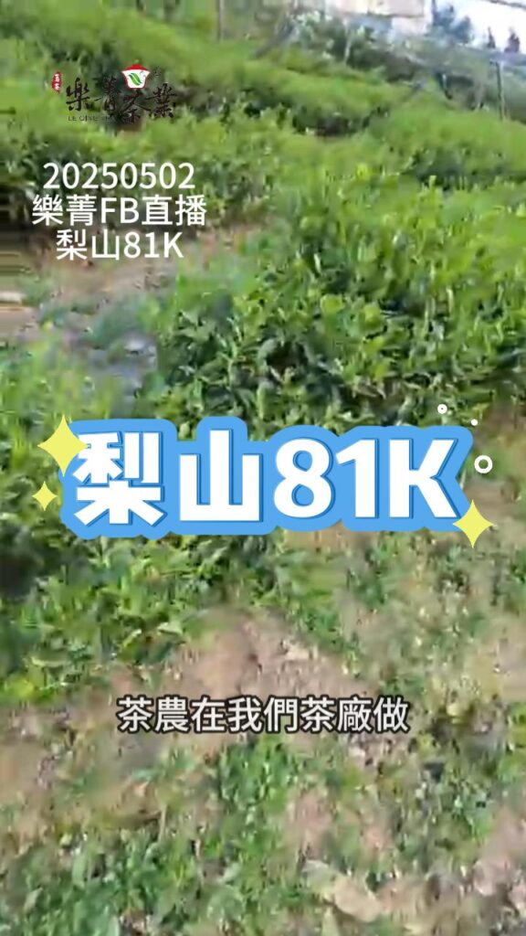 梨山81K茶園