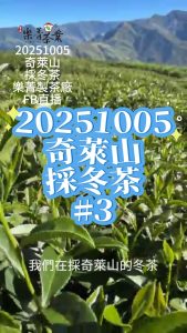 樂菁慈恩製茶廠 FB直播 採冬茶 奇萊能高山冬茶