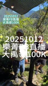 大禹嶺100K,大禹嶺茶葉批發,茶葉批發