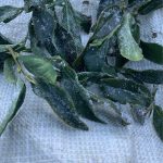 下雪結霜後的高山茶園，茶葉覆上白霜，正是黃金烏龍冬片品質最關鍵的時刻。