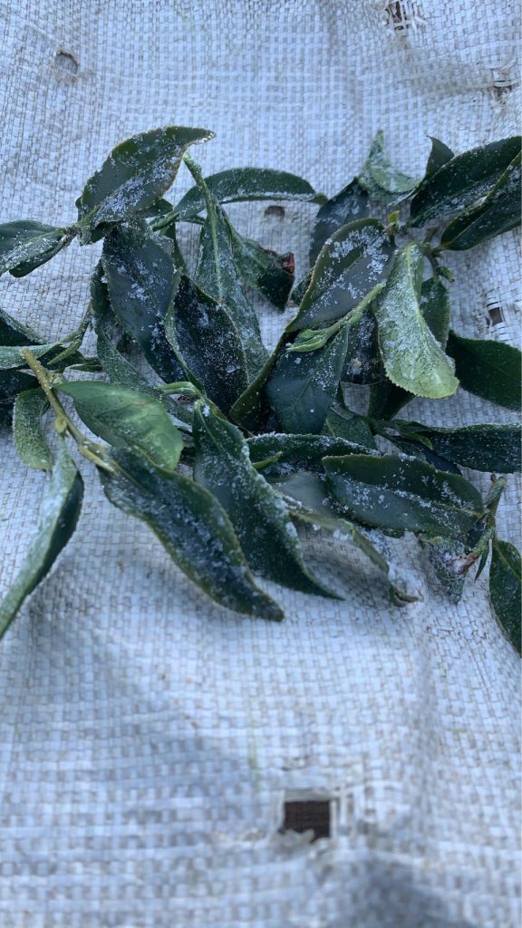 下雪結霜後的高山茶園，茶葉覆上白霜，正是黃金烏龍冬片品質最關鍵的時刻。