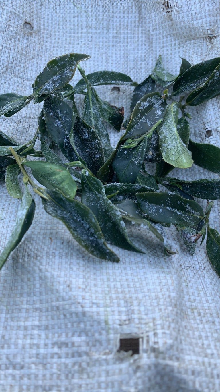 下雪結霜後的高山茶園，茶葉覆上白霜，正是黃金烏龍冬片品質最關鍵的時刻。