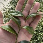 黃金烏龍冬片, 冬片茶, 高山冬片