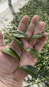 黃金烏龍冬片, 冬片茶, 高山冬片