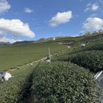 黃金烏龍冬片, 冬片茶, 高山冬片