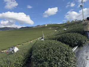 黃金烏龍冬片, 冬片茶, 高山冬片