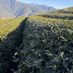 下雪結霜後的高山茶園，茶葉覆上白霜，正是黃金烏龍冬片品質最關鍵的時刻。