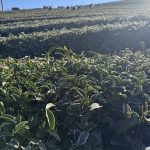 下雪結霜後的高山茶園，茶葉覆上白霜，正是黃金烏龍冬片品質最關鍵的時刻。