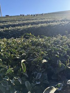 下雪結霜後的高山茶園，茶葉覆上白霜，正是黃金烏龍冬片品質最關鍵的時刻。