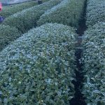 下雪結霜後的高山茶園，茶葉覆上白霜，正是黃金烏龍冬片品質最關鍵的時刻。