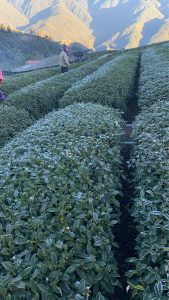 下雪結霜後的高山茶園，茶葉覆上白霜，正是黃金烏龍冬片品質最關鍵的時刻。