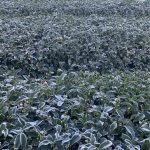 下雪結霜後的高山茶園，茶葉覆上白霜，正是黃金烏龍冬片品質最關鍵的時刻。