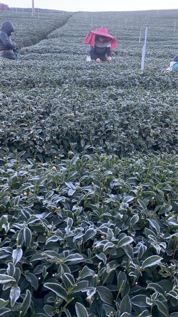 下雪結霜後的高山茶園，茶葉覆上白霜，正是黃金烏龍冬片品質最關鍵的時刻。