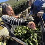 黃金烏龍冬片, 冬片茶, 高山冬片