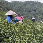 黃金烏龍冬片, 冬片茶, 高山冬片