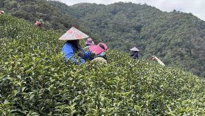 黃金烏龍冬片, 冬片茶, 高山冬片