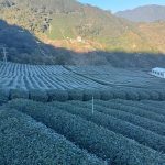 黃金烏龍冬片, 冬片茶, 高山冬片