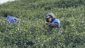 黃金烏龍冬片, 冬片茶, 高山冬片