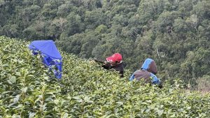 黃金烏龍冬片, 冬片茶, 高山冬片