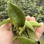 黃金烏龍冬片, 冬片茶, 高山冬片